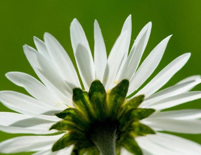 Антистресс - Санаторий «им. Горького» Кисловодск