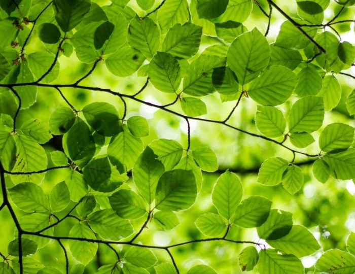 Здоровое дыхание - Санаторий «им. Горького» Кисловодск